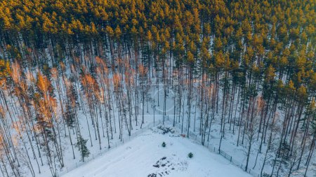 Téléchargez les photos : Vue sur drone de la belle forêt de pins. Arbres en plein soleil. Paysage hivernal. - en image libre de droit