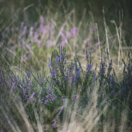 Photo for Blooming pink heather in forest. Dry grass. Beautiful nature - Royalty Free Image