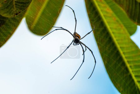 Bali marzo 2024 - Golden spider Nephila pilipes, Bali, Indonesia
