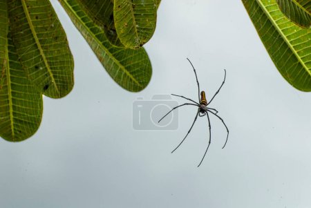 Bali March 2024 - Golden spider Nephila pilipes , Bali, Indonesia