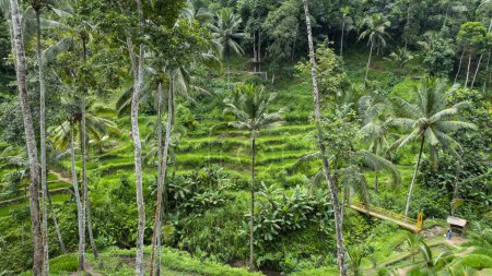 BALI APRIL 2024 - Schöne Landschaft mit grünen Reisterrassen in der Nähe des Dorfes Tegallalang, Bali, Indonesien