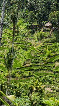 BALI APRIL 2024 - Beautiful landscape with green rice terraces near Tegallalang village, Bali, Indonesia