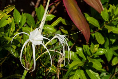 Flor de lirio araña blanca Hymenocallis littorali