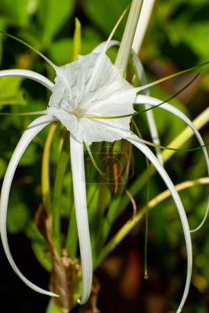 White spider lily flower -Hymenocallis littorali