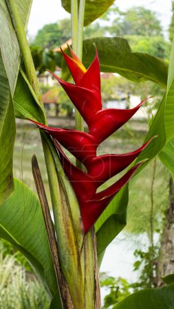 Heliconia rostrata also known as the hanging lobster claw or false bird of paradise.