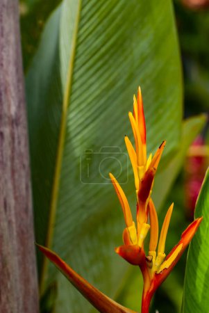 Yellow parrot flower, Heliconia