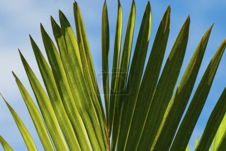 The leaf of a palm tree. WASHINGTONIA FILIFERA