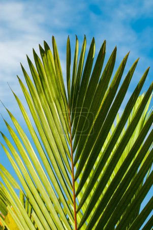 The leaf of a palm tree. WASHINGTONIA FILIFERA