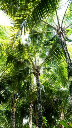 Palm trees on the sky