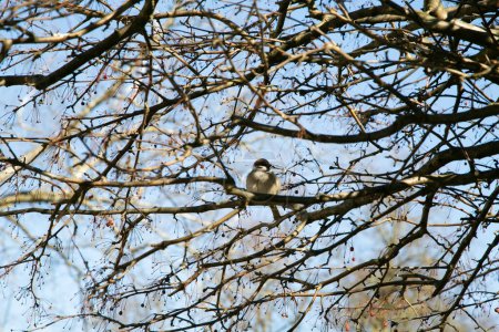 Sparrow in spring. High quality photo. Dreaming sparrow in beautiful tree.