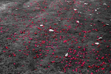 Foto de Las hojas de flores en verano. Frunces rojos en fondo negro - Imagen libre de derechos