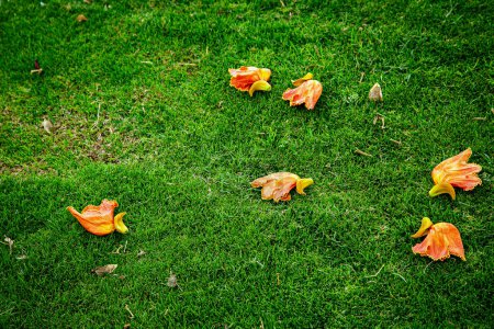 Téléchargez les photos : Fleurs mortes sur le sol. Fleurs orange sur le sol - en image libre de droit