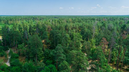 Téléchargez les photos : Aerial view summer forest in sunny day. Drone shot beautiful nature landscape, green trees - en image libre de droit
