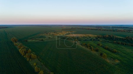 Téléchargez les photos : Vue aérienne champ de maïs vert agricole. Drone large tourné beau paysage d'été d'un champ de maïs. Nature - en image libre de droit