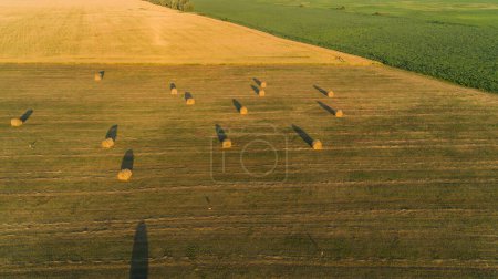 Téléchargez les photos : Vue aérienne balles de foin au champ agricole en été au coucher du soleil. Drone grenaille de foin et récolte d'herbe sèche pour l'agriculture. Survoler des balles rondes de foin. Saison des agriculteurs pour couper et récolter les cultures - en image libre de droit