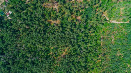 Téléchargez les photos : Aerial top view summer forest in sunny day. Drone shot beautiful nature landscape, green trees - en image libre de droit