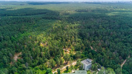 Foto de Aerial view summer forest in sunny day. Drone shot beautiful nature landscape, green trees - Imagen libre de derechos