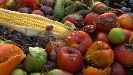 Téléchargez les photos : Perte de nourriture à la ferme. Fruits et légumes pourris gâtés. Photo de haute qualité - en image libre de droit