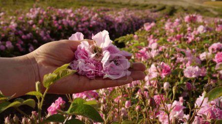 Photo for The worker is collecting petals of an essential oil rose in the field. High quality 4k footage - Royalty Free Image