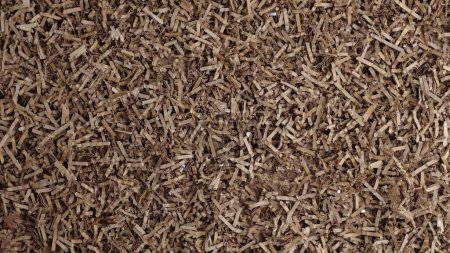 Photo for Shredded brown cardboard for gift baskets, mulch, compost, worm bin. High quality 4k footage - Royalty Free Image
