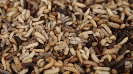 Téléchargez les photos : Les larves de mouches solitaires noires sont utilisées comme aliments pour animaux. Des larves ou des mouches de la mouche du soldat noir sont récoltées dans l'une des fermes d'insectes pour l'alimentation des poissons et de la volaille. Images 4k de haute qualité - en image libre de droit