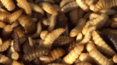 Téléchargez les photos : Des larves de mouches solitaires noires produites comme aliments pour animaux. Ferme d'usine d'insectes. Photo de haute qualité - en image libre de droit