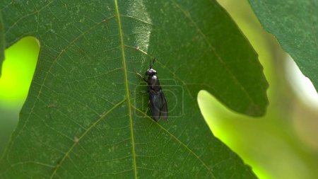 Photo for A black soldier fly on a leaf. High quality 4k footage - Royalty Free Image