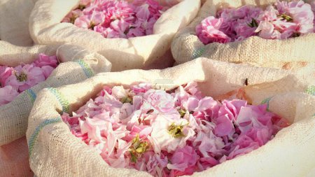 Photo for Bags with rose petals collected for organic rose oil obtained by steam distillation. High quality photo - Royalty Free Image