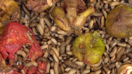Las larvas utilizadas para compostaje de desechos de alimentos domésticos y productos de desecho agrícola. Imágenes de alta calidad 4k