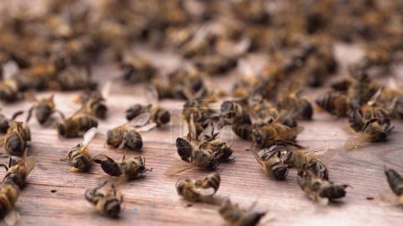 Des abeilles mortes dans la ruche. Trouble de l'effondrement de la colonie. Images 4k de haute qualité