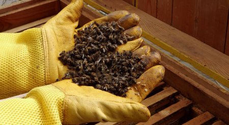 Foto de Honey Bees Dead. Apicultor sosteniendo abejas muertas. .. Imágenes de alta calidad 4k - Imagen libre de derechos