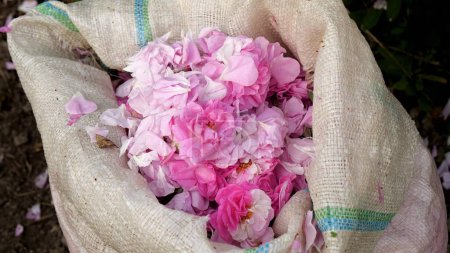 Photo for Bags with rose petals collected for organic essential rose oil obtained by steam distillation. High quality photo - Royalty Free Image