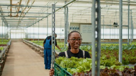 Photo for African american greenhouse worker with glasses pushing rack of crates with lettuce harvest while looking impressed vegetable rows. Woman in organic farm preparing delivery in microgreens plantation. - Royalty Free Image