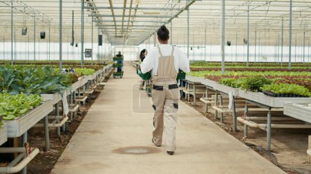 Téléchargez les photos : Vue du dos d'une femme afro-américaine saluant ses collègues tout en tenant une caisse avec des légumes biologiques dans une ferme biologique. Travailleur de serre transportant de la laitue récoltée dans un environnement hydroponique. - en image libre de droit