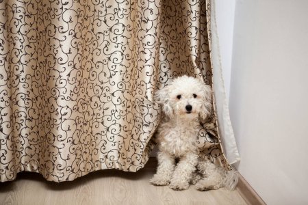 Téléchargez les photos : Beau petit chien mignon dans la maison - en image libre de droit