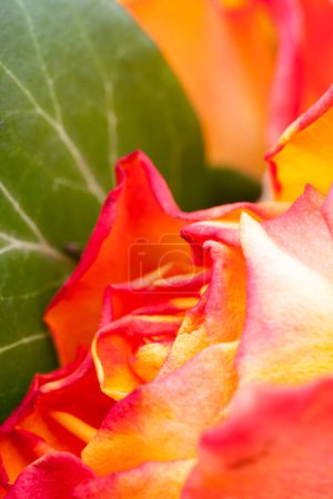 Foto de Hermosa macro flor de rodaje en estudio. Iluminación profesional - Imagen libre de derechos
