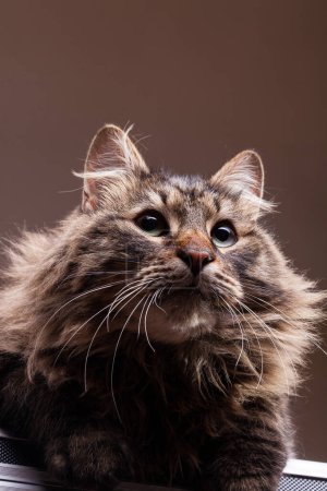 Photo for Gorgeous maine coon in studio photo. Beautiful domestic feline - Royalty Free Image