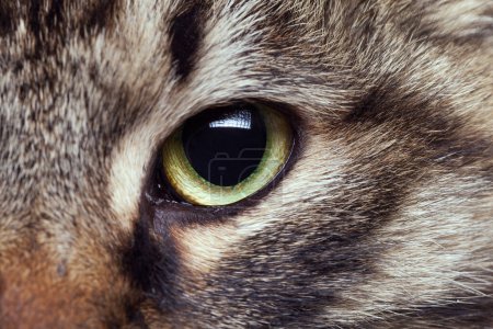 Cat eye in close up photo. Green cat eye looking straight in camera