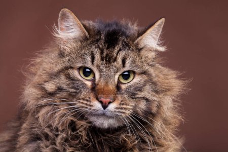 Photo for Big Maine Coon breed cat. Studio photo - Royalty Free Image