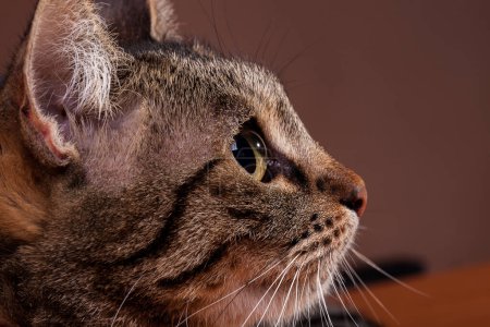 Foto de Hermoso gato en la foto de cerca. Estudio foto - Imagen libre de derechos