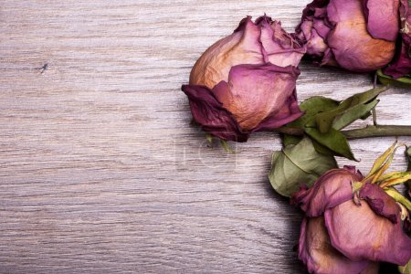 Téléchargez les photos : Roses mortes sur fond bois vintage en studio photo - en image libre de droit