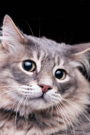Foto de Bastante gatito con aspecto muy asombrado en la foto del estudio sobre fondo oscuro - Imagen libre de derechos