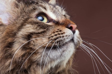Téléchargez les photos : Superbe chat coon maine regardant vers le haut sur fond de studio brun. Extrême mignon animal de compagnie - en image libre de droit