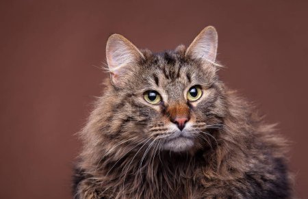 Photo for Beautiful maine coon breed cat on brown background. Big domestic mammal - Royalty Free Image