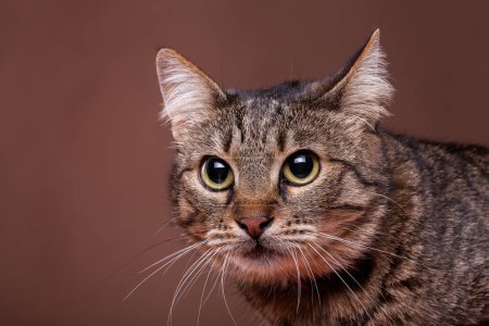 Photo for Cat in studio on brown background. Beautiful feline - Royalty Free Image