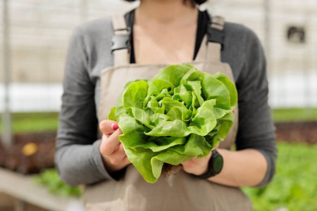 Nahaufnahme einer nachhaltigen frischen Salaternte. Zertifizierte, natürlich gekeimte, lokal geerntete gesunde Lebensmittel, die als organische, vegane Nährstoffquelle im Gewächshaus des ländlichen Gartenbaus angebaut werden