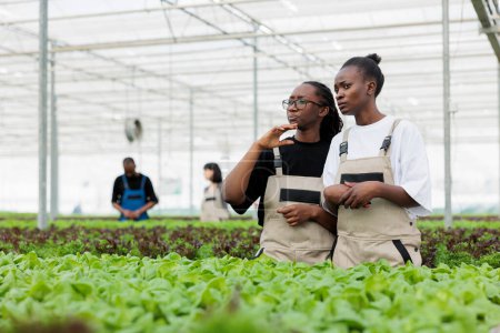 Téléchargez les photos : Des agriculteurs afro-américains travaillant en équipe se consultent dans une serre agricole respectueuse de l'environnement. Plantation biologique locale cultivant des laitues vertes dans des rangées de sols fertilisés - en image libre de droit