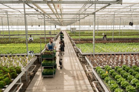 Photo for Interior of agricultural greenhouse with leafy greens herbicide free crops in fertilized soil rows. Sustainable regenerative regional horticulture in certified organic eco friendly farm - Royalty Free Image