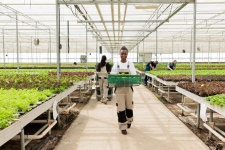 Foto de Invernadero orgánico no gmo certificado emprendedor. Sonriente campesino afroamericano sosteniendo cajón lleno de verduras maduras naturales ecológicas locales de cosecha sostenible. - Imagen libre de derechos