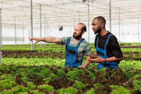 Photo for Teamworking farm workers consulting each other in sustainable local agricultural greenhouse. Certified organic eco friendly plantation cultivating leafy greens crops in fertilized soil arrays - Royalty Free Image